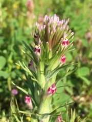 Castilleja brevistyla