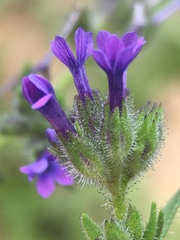 Allophyllum gilioides gilioides