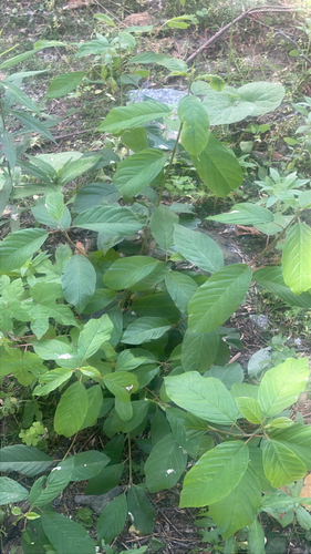 Faulbaum (Frangula alnus): Herkunft und Verwendung — Foto 1