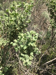 Malacothamnus aboriginum