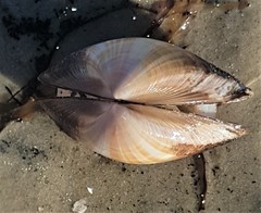 Mactra pusilla