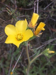 Mentzelia gracilenta