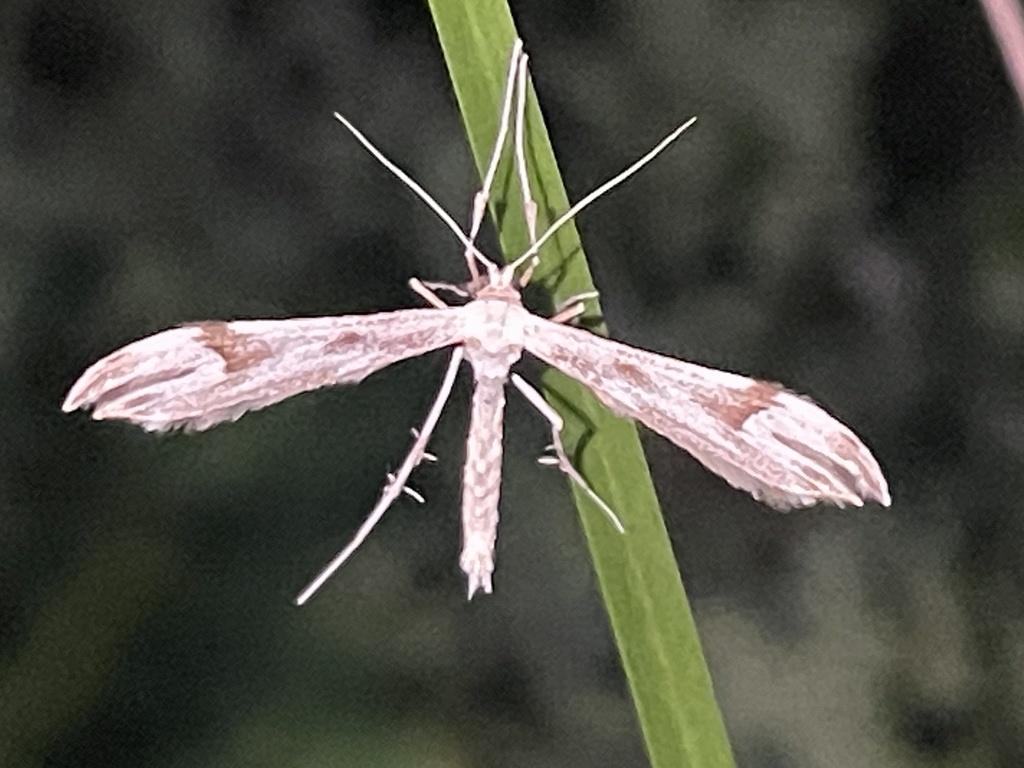 Citrites Plume Moth