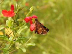 Lon melane vitellina