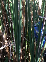 Typha × glauca