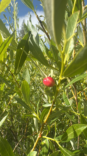 iNaturalist observation photo of Willow Apple Gall Sawfly