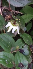Passiflora cuspidifolia