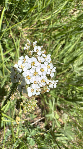 iNaturalist observation photo of True Bugs