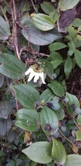 Passiflora cuspidifolia