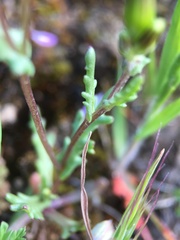 Senecio aphanactis