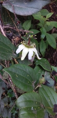 Passiflora cuspidifolia