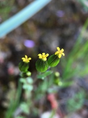 Senecio aphanactis