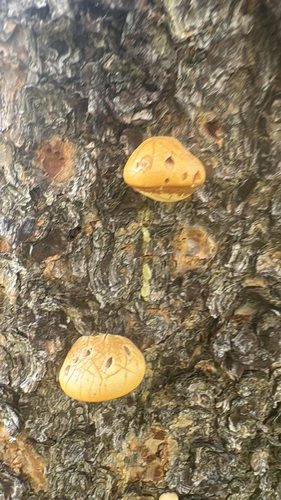 iNaturalist observation photo of Veiled Polypore