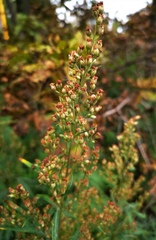 Artemisia vulgaris kamtschatica