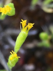 Lasthenia microglossa