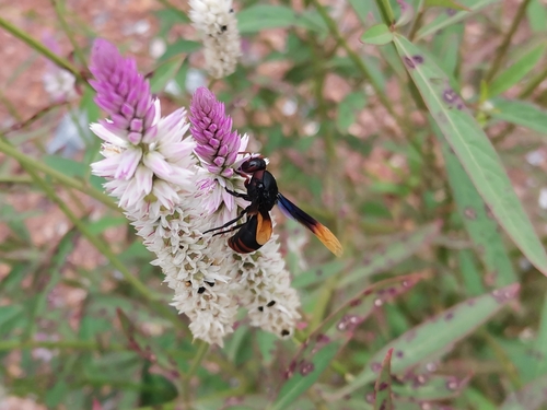 Rhynchium haemorrhoidale