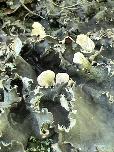 scaly pelt lichen