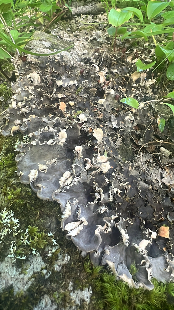 scaly pelt lichen