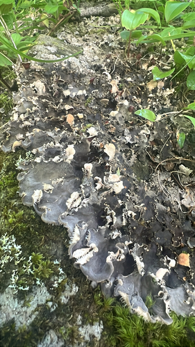 scaly pelt lichen