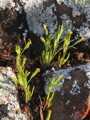 Lasthenia microglossa