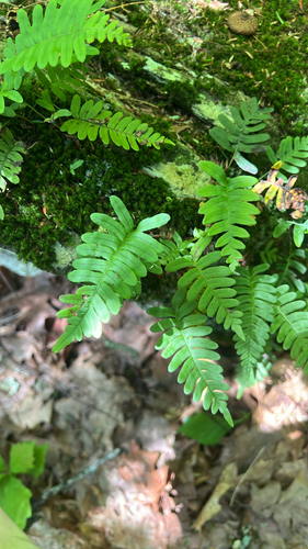 rock polypody