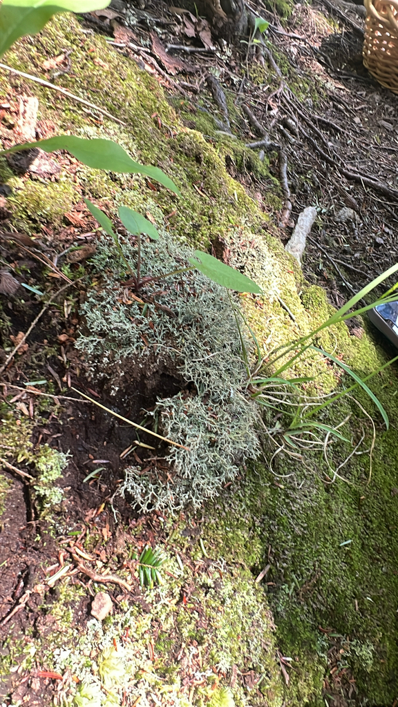many-forked cladonia