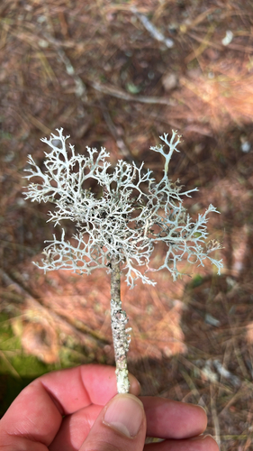 Common Antler Lichen