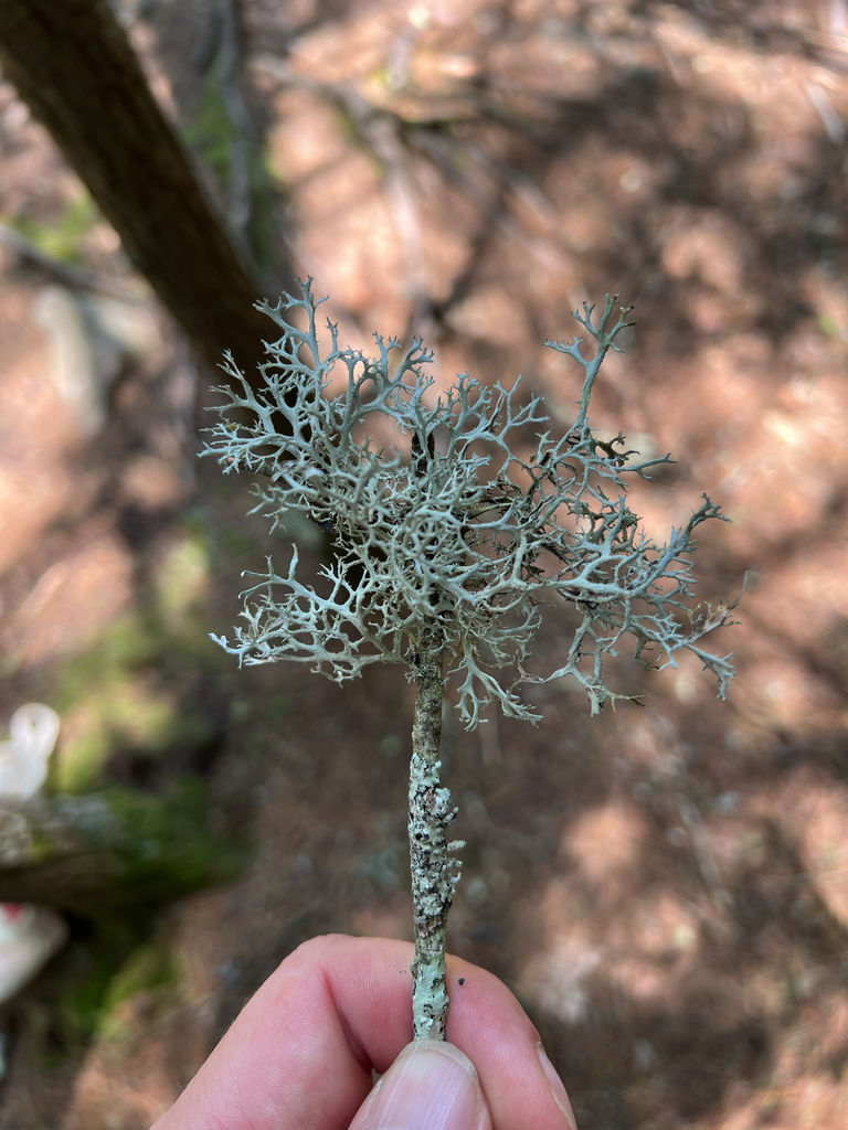 Common Antler Lichen