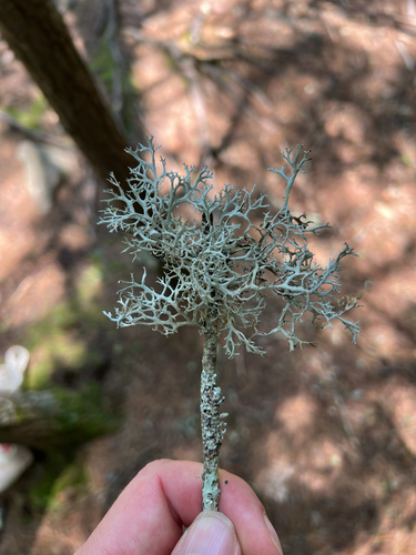 Common Antler Lichen