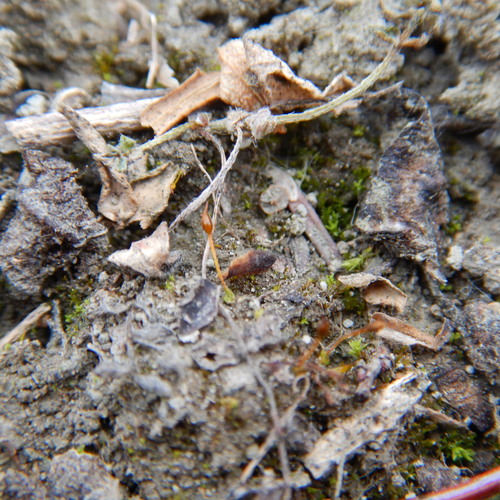 Aloina brevirostris, 2019-09-25
