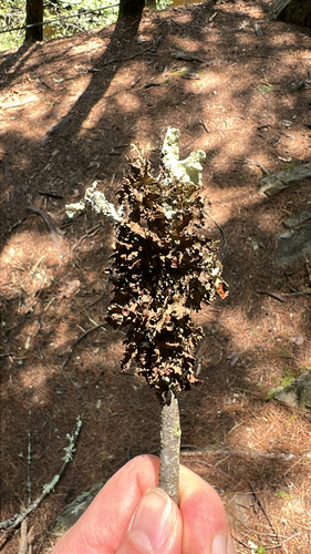 typical shield lichens