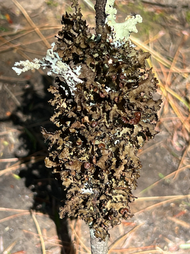 typical shield lichens