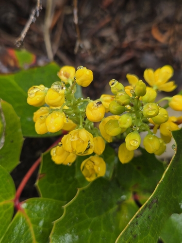 Mahonia repens