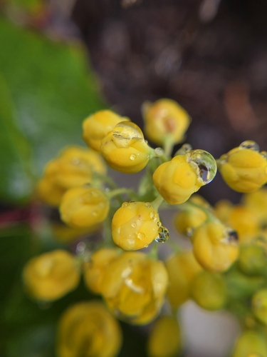 Mahonia repens