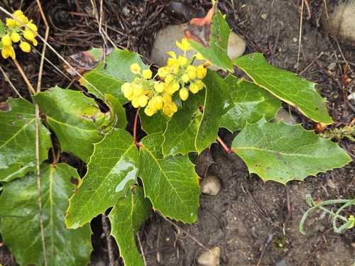 Mahonia repens