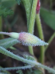 Eschscholzia hypecoides