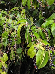Prunus lusitanica