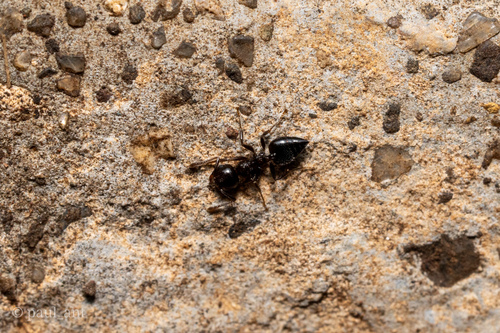 Crematogaster anthracinaCrematogaster anthracina