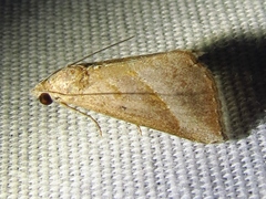 Hypena degesalis
