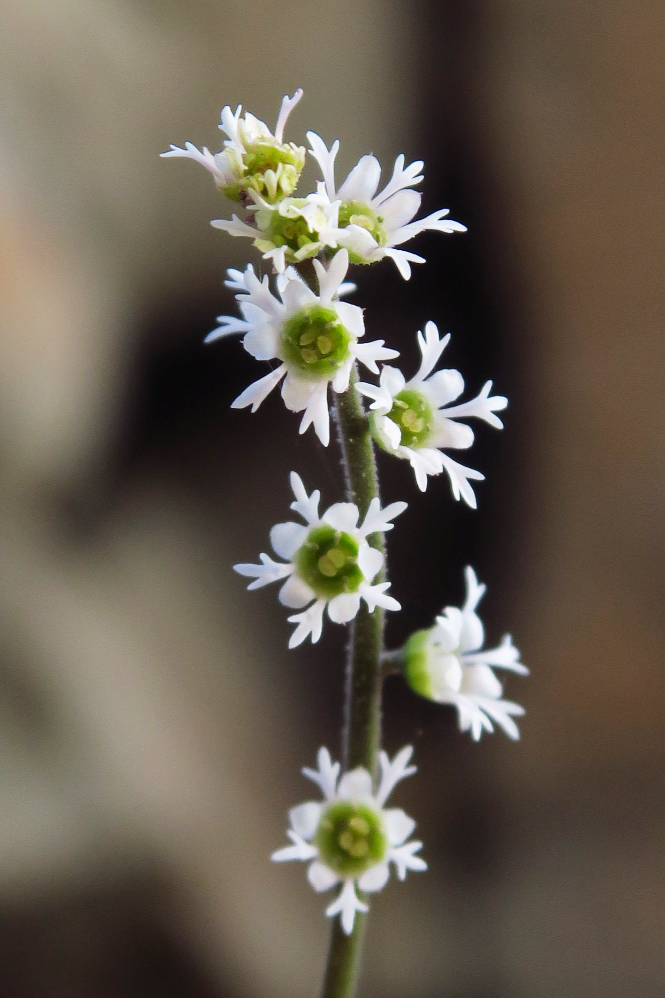 Mitella trifida
