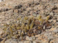 Brachycereus nesioticus