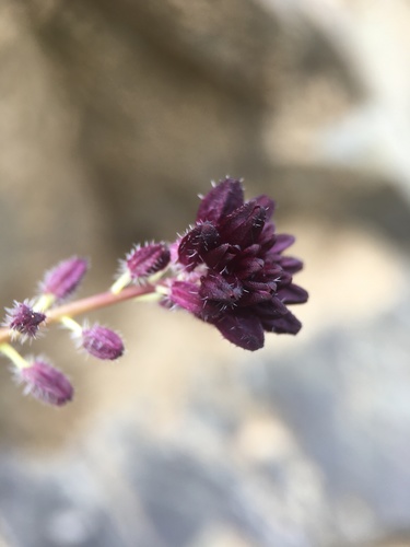 Image of Streptanthus insignis by (c) Matt Berger, some rights reserved (CC BY)