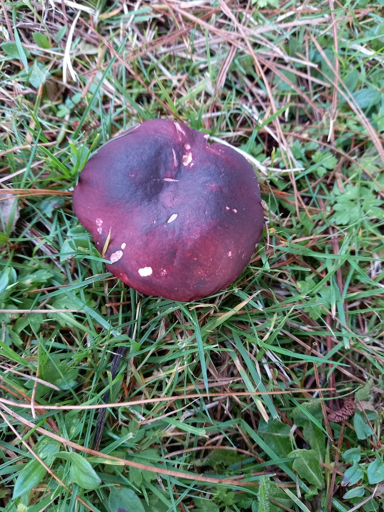 Russula sardonia · June 2025 · photo: © amoxiconclav (iNaturalist, cc-by)