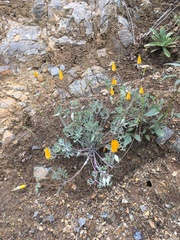 Eschscholzia hypecoides