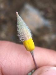 Eschscholzia hypecoides