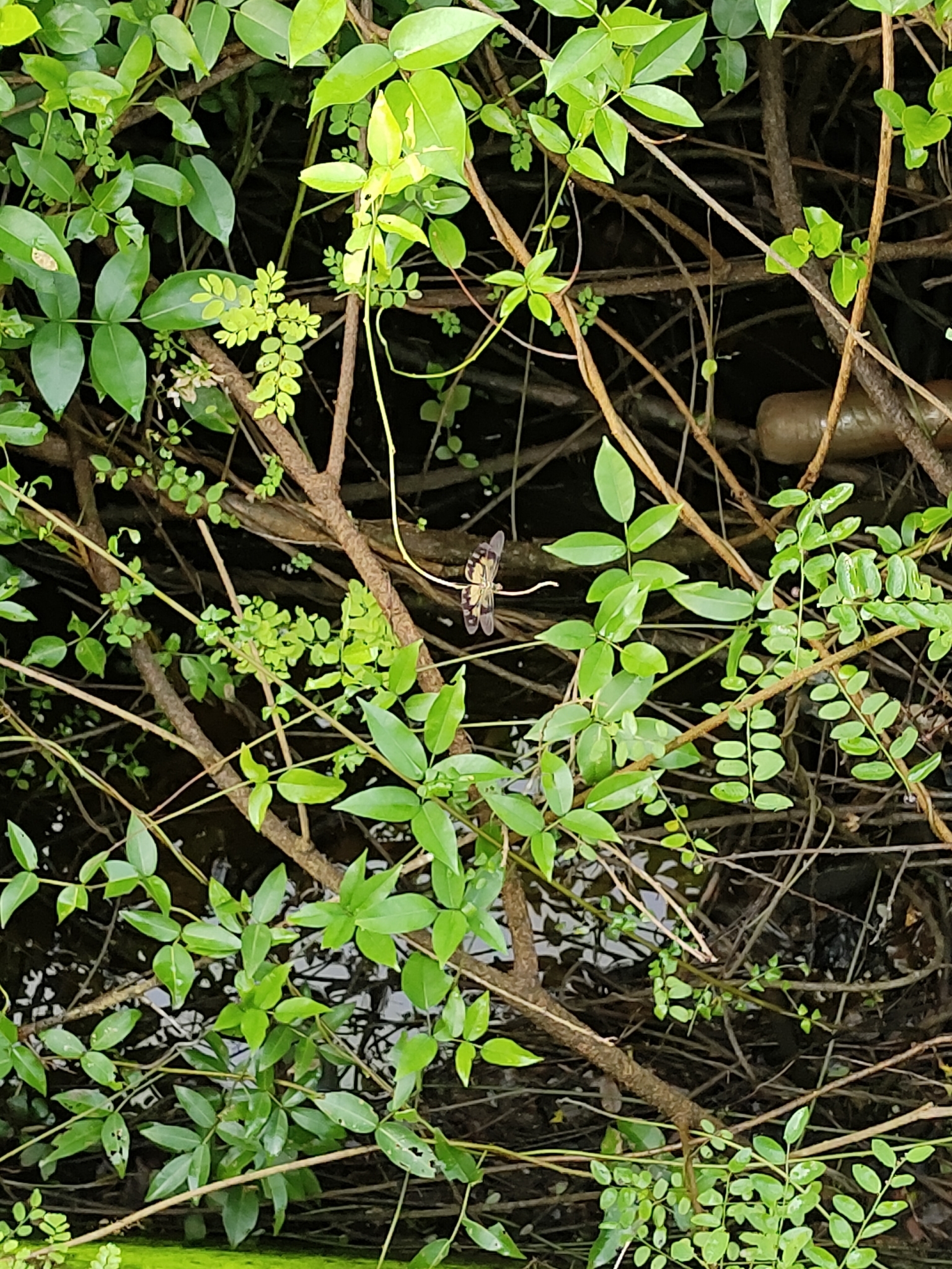 Common Picture Wing