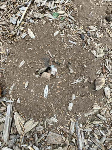 iNaturalist observation photo of Ants