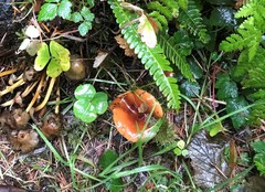 Lactarius subflammeus