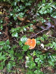 Lactarius subflammeus