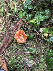 Lactarius subflammeus